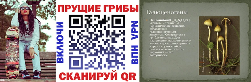Галлюциногенные грибы Psilocybine cubensis Сасово